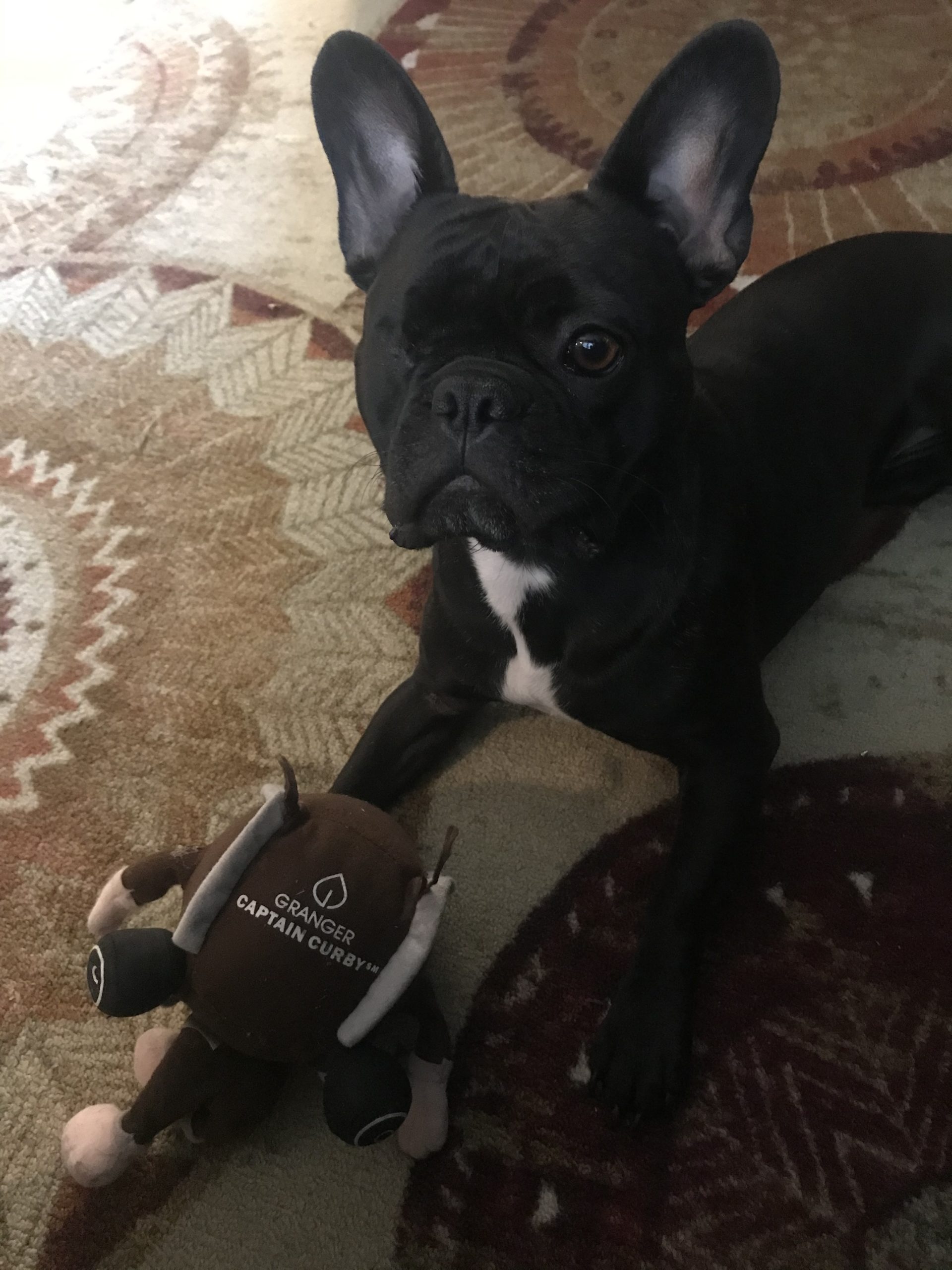 IMG_3643 Stella and Curby